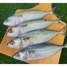 Ikan Kembung 500gm