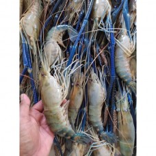 1kg Udang Galah Tawau Sabah Borong