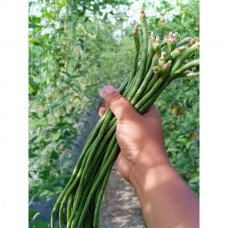 Kacang panjang segar dari ladang