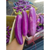 新鲜茄子 Brinjal Eggplant Purple
