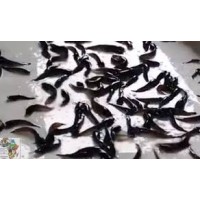 Catfish Fingerlings