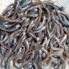 Catfish Fingerlings