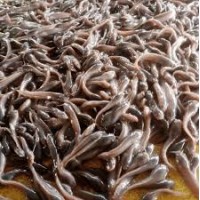 Catfish Fingerlings