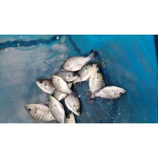 Tilapia Fingerlings