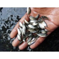 Tilapia Fingerlings