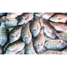 Fresh Tilapia