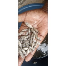 1,000 Tilapia Fingerlings