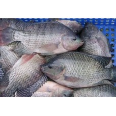 Table Sized Tilapia