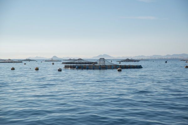 Issues within Ocean-based Aquaculture industry