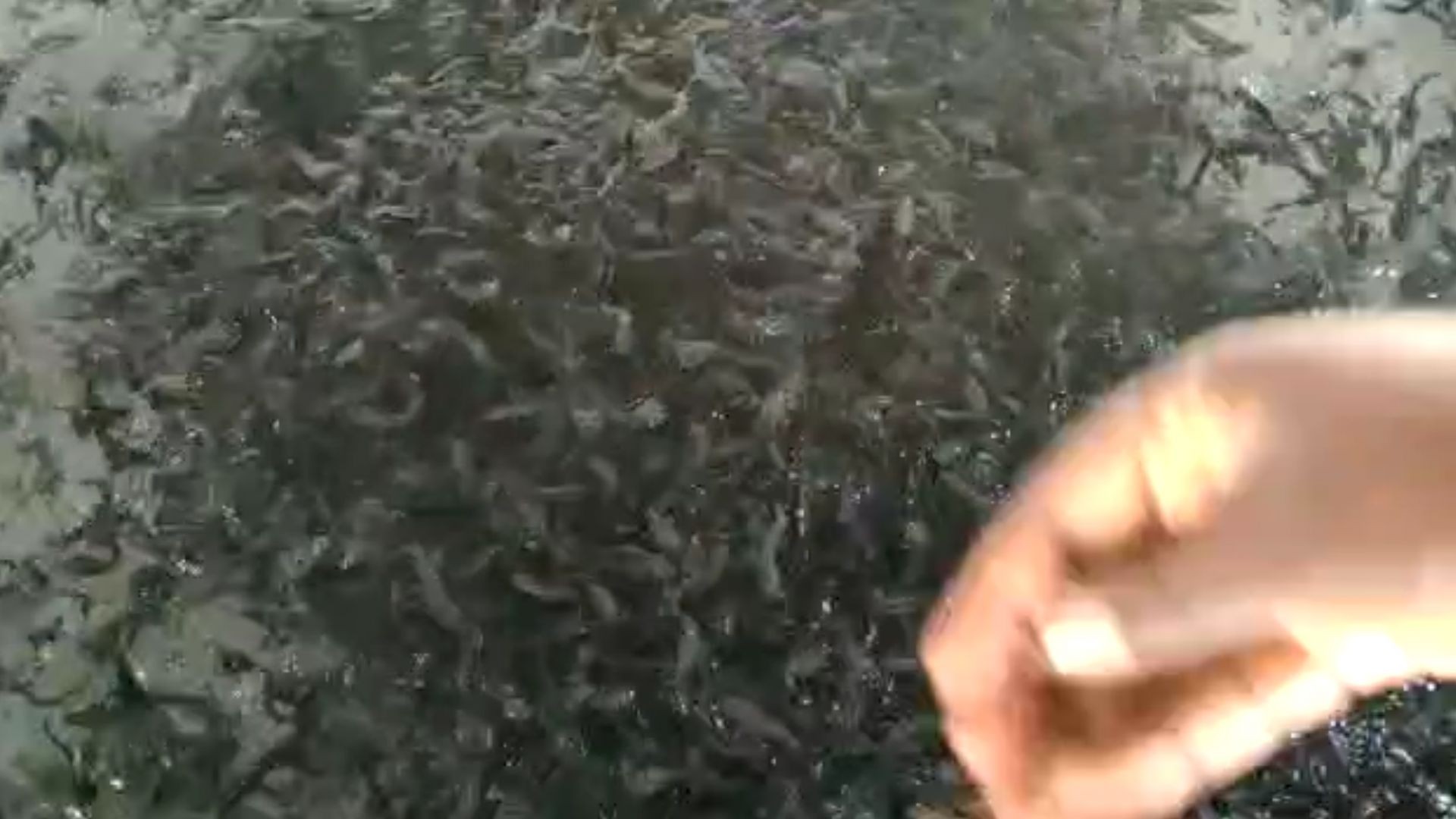 ⁣Feeding Catfish Fingerlings